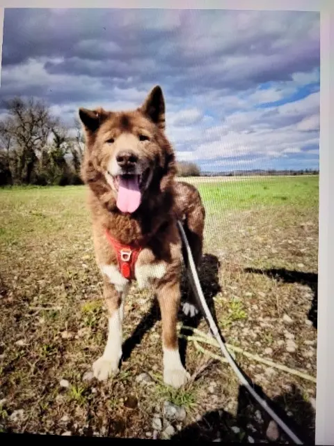 chien lost   26270 Loriol-sur-Drôme Ucky