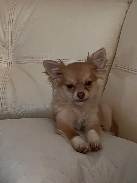 chien lost   27250 Rugles Arley