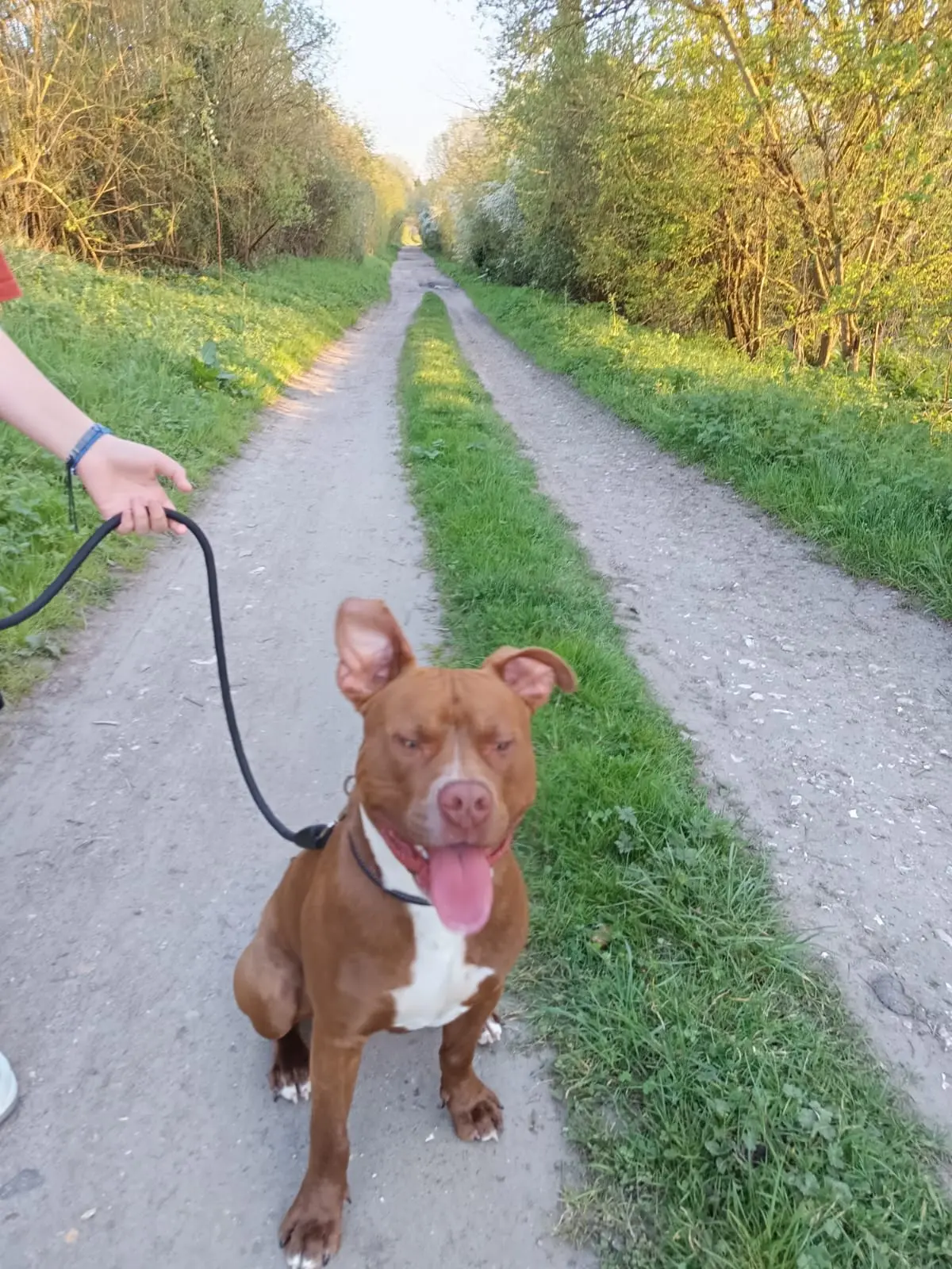dog lost 27290 Glos-sur-Risle Batman dog lost 27290 Glos-sur-Risle Batman