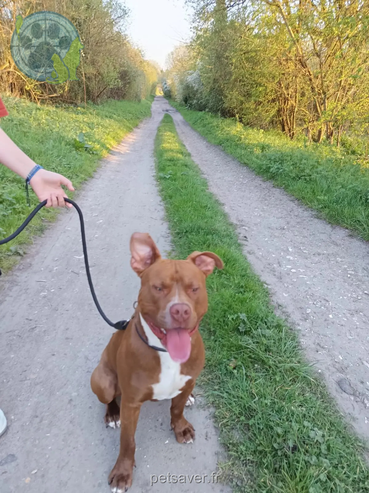 hond vermist 27290 Glos-sur-Risle Batman hond lost 27290 Glos-sur-Risle Batman