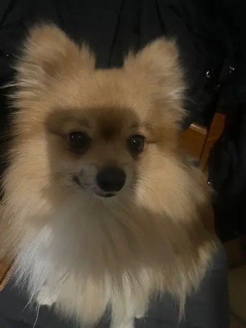chien lost   27679 Verneuil d'Avre et d'Iton Doudou