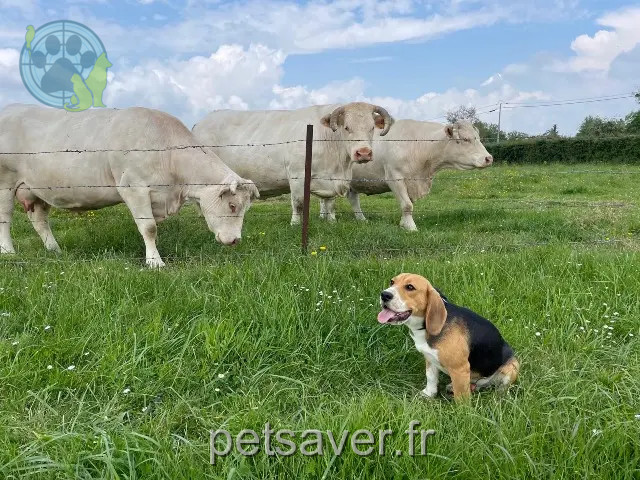 Hund vermisst 27400 Incarville Floky Hund lost 27400 Incarville Floky