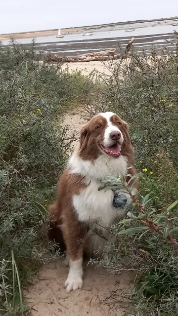 chien lost   27190 Glisolles Gaston