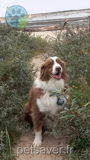 dog lost 27190 Glisolles Gaston dog lost 27190 Glisolles Gaston