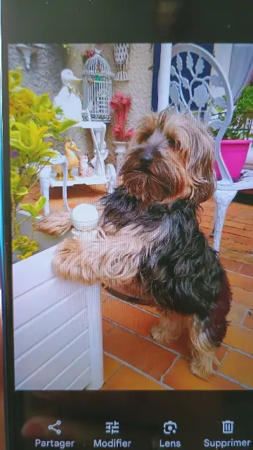 chien lost   27520 Grand Bourgtheroulde gypsy