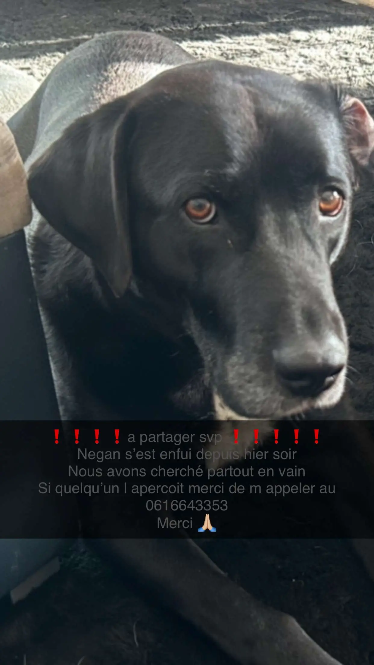 Chien Perdu 27 Eure Chien Perdu 27 Eure