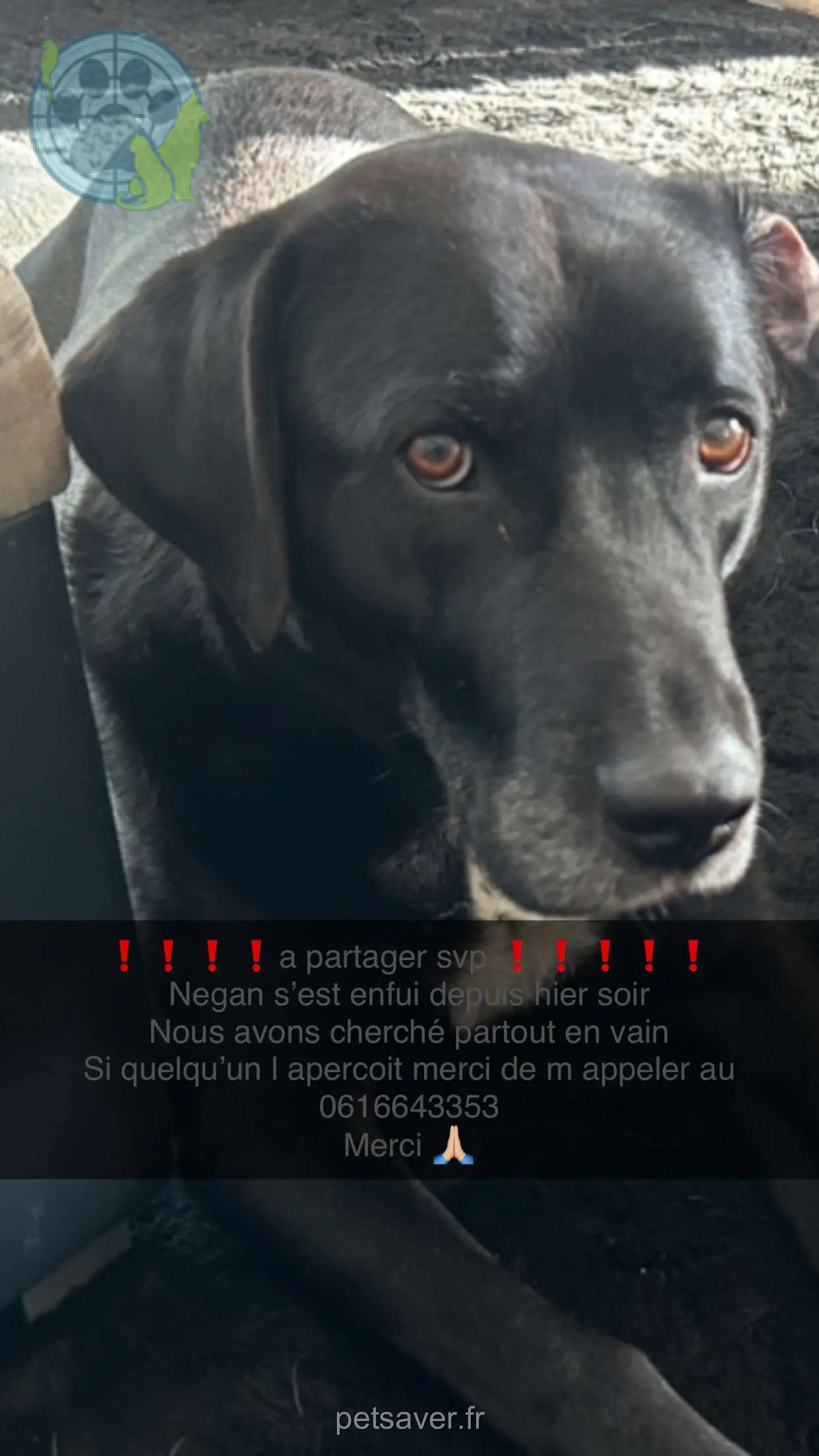 Chien Perdu 27 Eure Chien Perdu 27 Eure