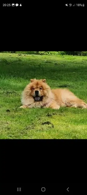 chien lost   27170 Romilly-la-Puthenaye Lasko