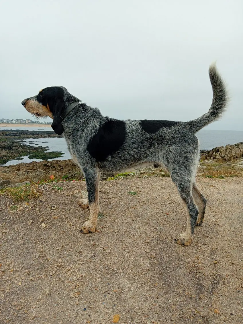 Chien Perdu 27 Eure Marbois Chien Perdu 27 Eure Marbois