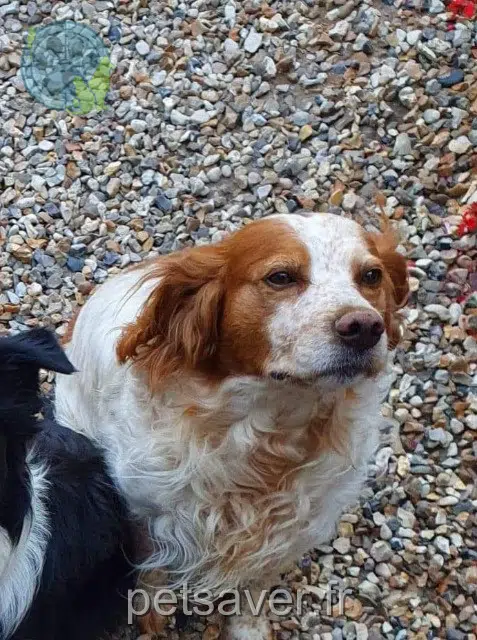 dog lost   27940 Notre-Dame-de-l'Isle Murphy