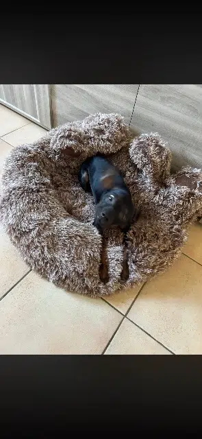 chien lost   27400 Louviers Oreo