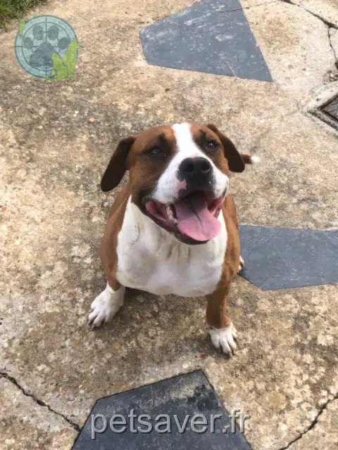 Hund lost   27000 Évreux Simba