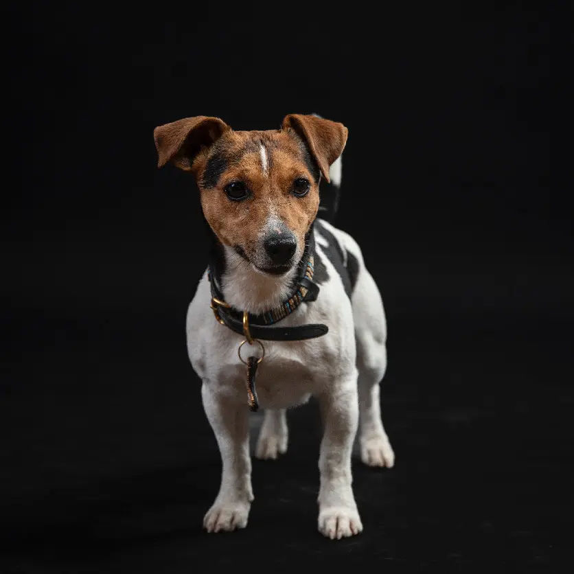 Chien Perdu 27 Eure - Snow Chien Perdu 27 Eure - Snow