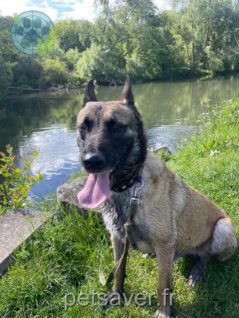 Hund lost   27400 Incarville Tao