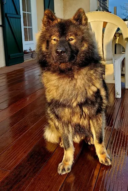 chien lost   27400 Surtauville Timo