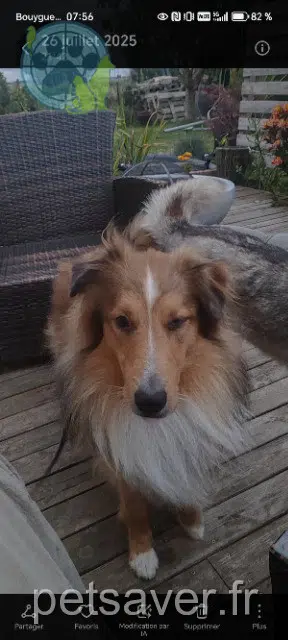 Hund lost   27110 Cesseville Tyson