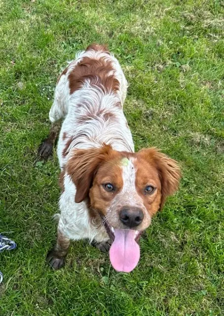 chien lost   27620 Gasny Valco