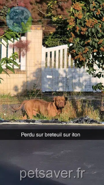 cão lost 27160 Breteuil Venum