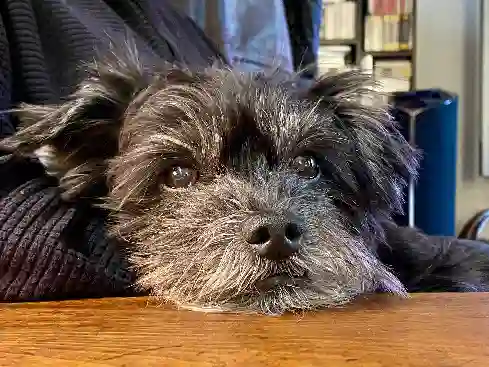 Chien Perdu 27 Eure - Zak Chien Perdu 27 Eure - Zak