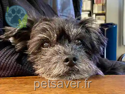 Chien Perdu 27 Eure - Zak Chien Perdu 27 Eure - Zak