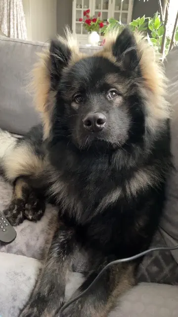chien lost   28200 Châteaudun Ameo
