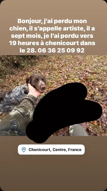 chien lost   28130 Villiers-le-Morhier Artiste