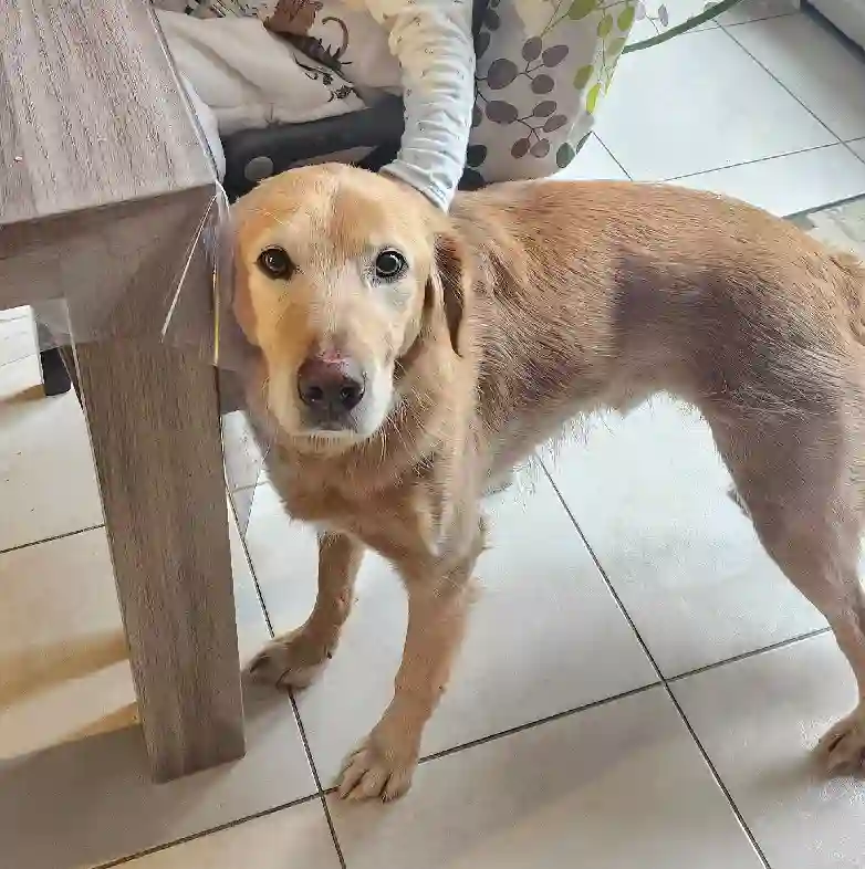 Chien Perdu 28 Eure-et-Loir Chien Perdu 28 Eure-et-Loir