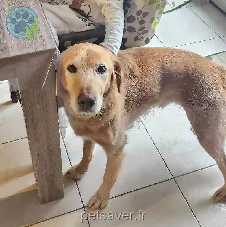 Chien Perdu 28 Eure-et-Loir Chien Perdu 28 Eure-et-Loir