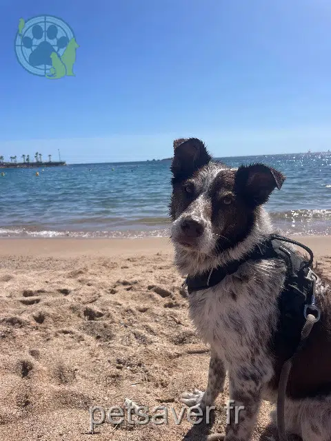 chien lost 28100 Dreux Django