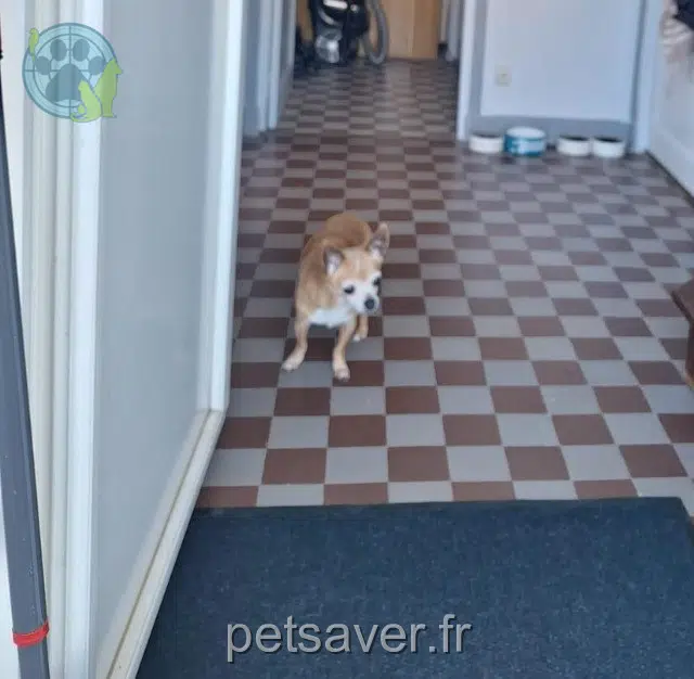 chien lost   28300 Mainvilliers Harybo