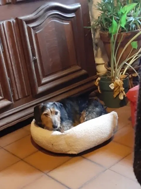 chien lost   28160 Yèvres Jules