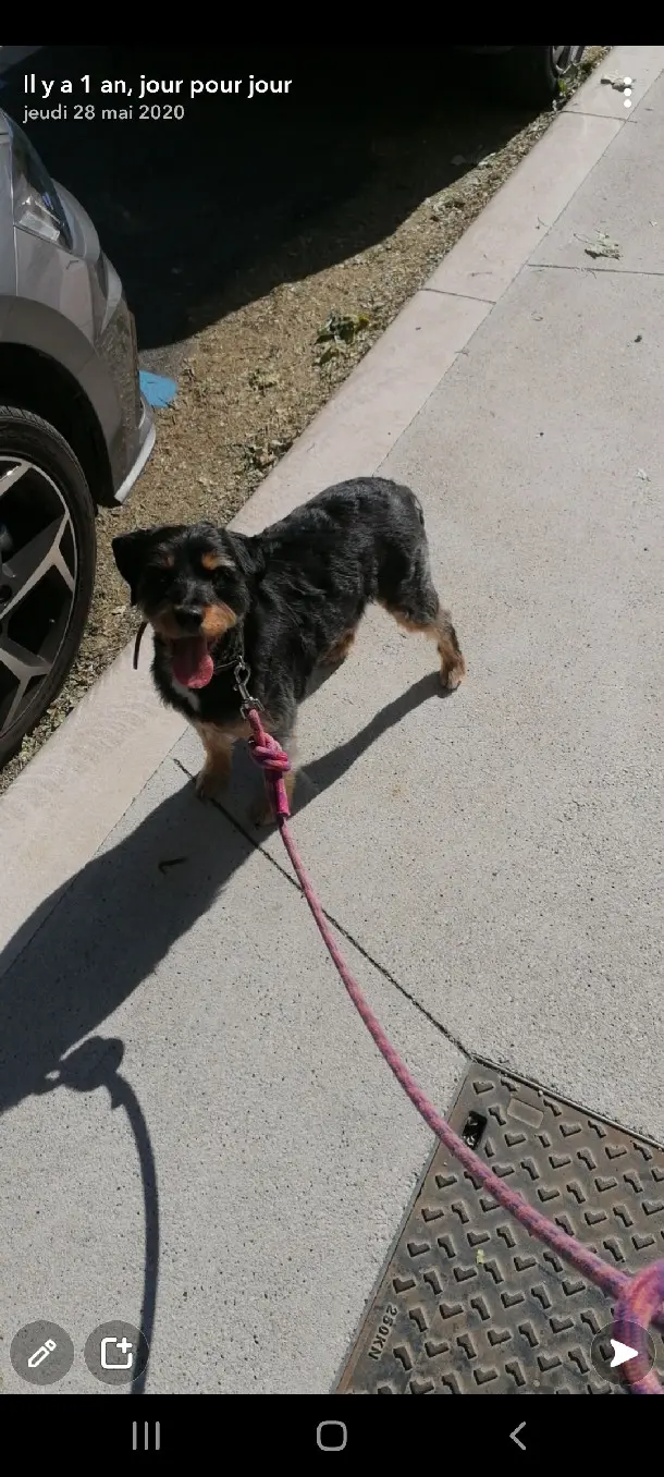 Chien Perdu 28 Eure-et-Loir Chien Perdu 28 Eure-et-Loir
