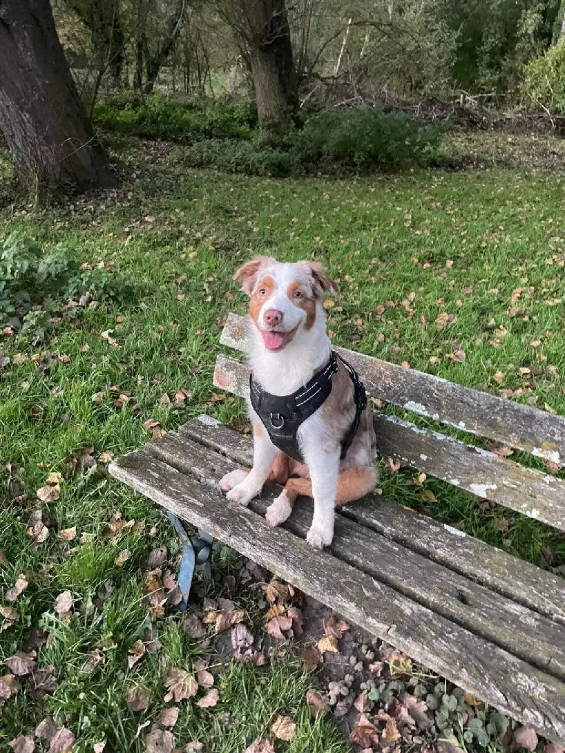 Chien Perdu 28 Eure-et-Loir Chien Perdu 28 Eure-et-Loir