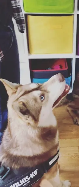 chien lost   28290 Vald'Yerre Mayko