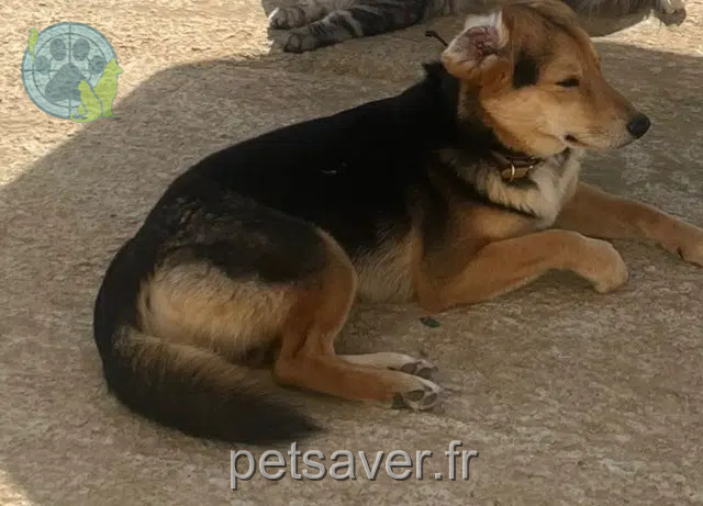 chien lost   28190 Fontaine-la-Guyon Milo