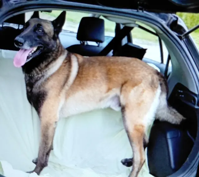 chien lost   28360 La Bourdinière-Saint-Loup Nako