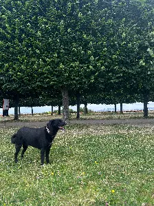 Chien Perdu 28 Eure-et-Loir - Obi