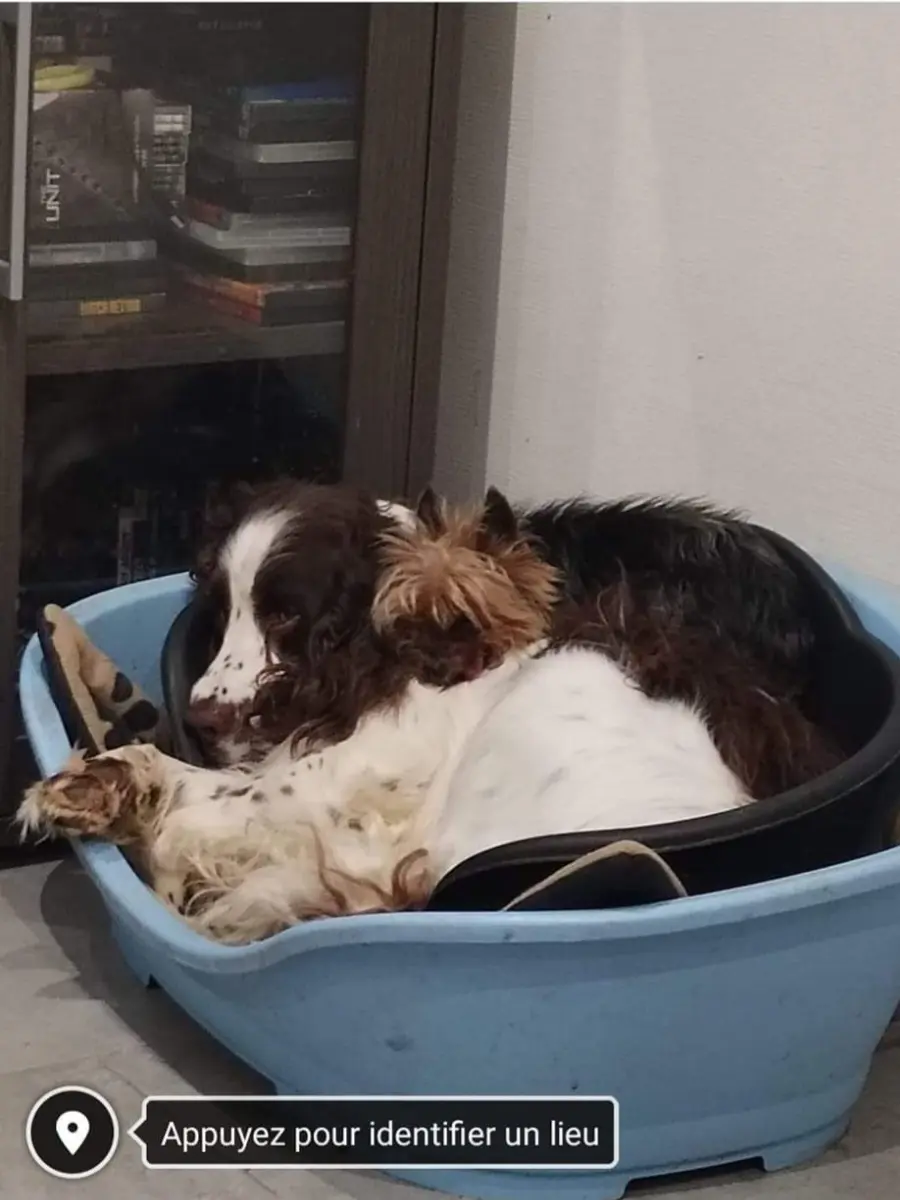 Chien Perdu 28 Eure-et-Loir - Pika Chien Perdu 28 Eure-et-Loir - Pika