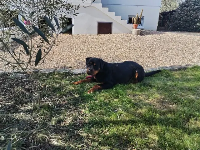 chien lost   28300 Amilly Ritter