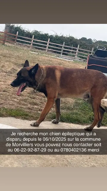 chien lost   28340 Lamblore Shox