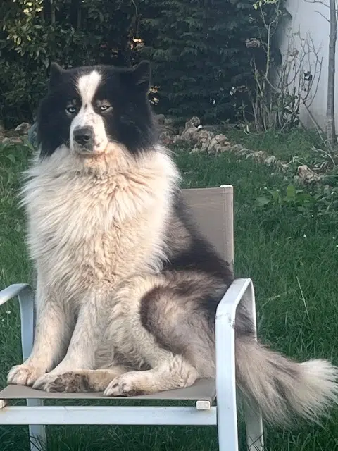 chien lost   28300 Amilly Star