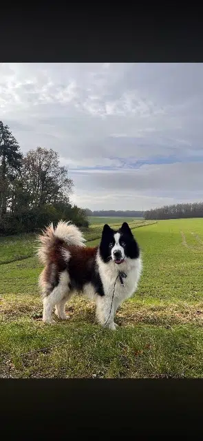 dog lost 28170 Maillebois Star dog lost 28170 Maillebois Star