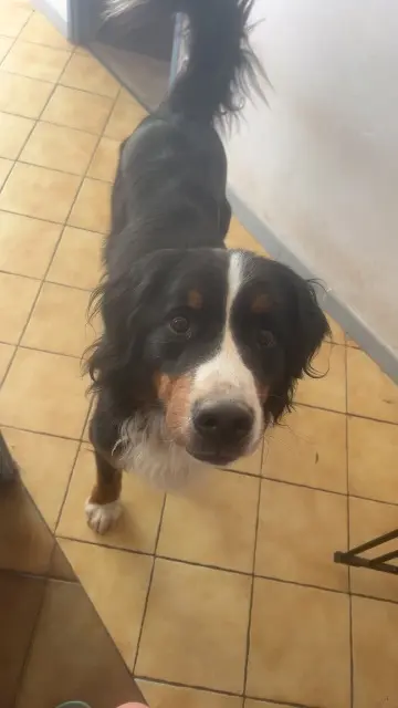 chien lost   28190 Fruncé Stich