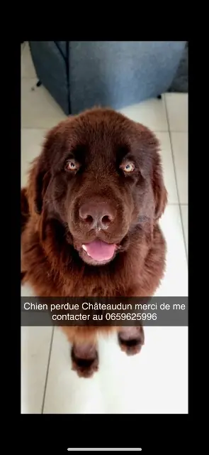 chien lost   28200 Châteaudun Ulke