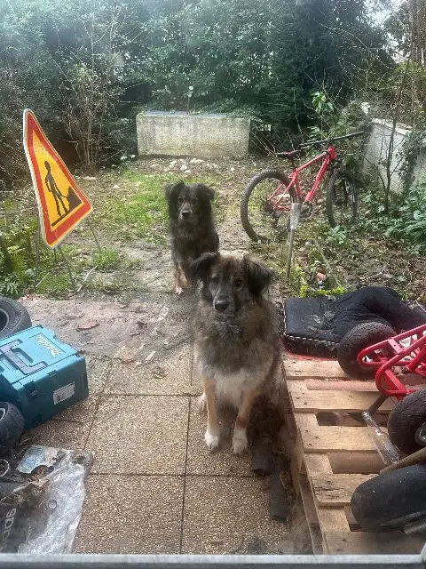 chien lost   28140 Bazoches-les-Hautes Verlaine