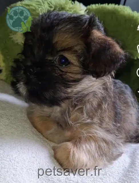 chien lost   29200 Brest Bandi