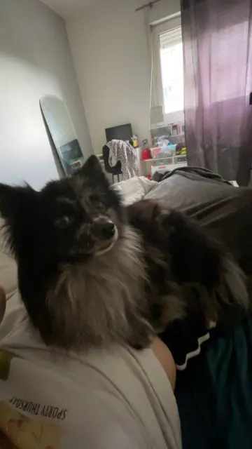 chien lost   29200 Brest Crevette