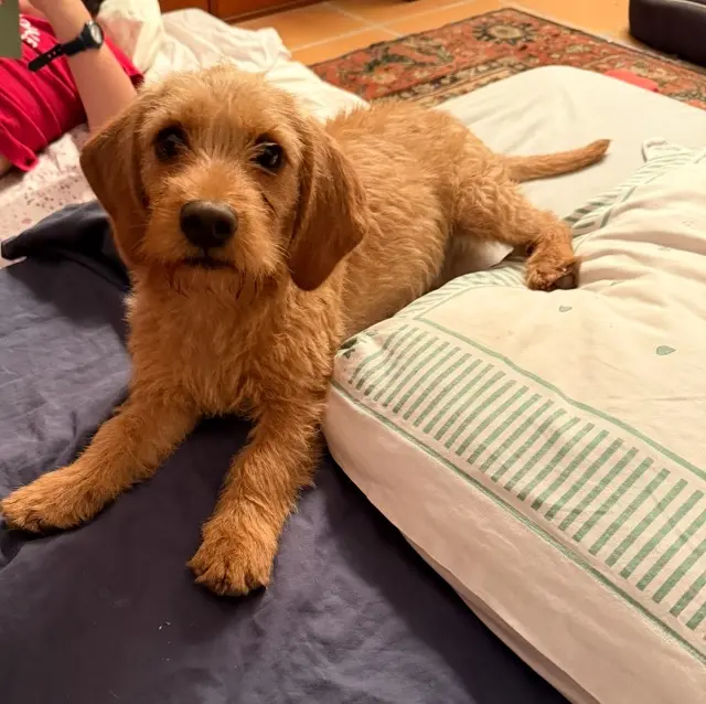 chien lost   29900 Concarneau Dadou