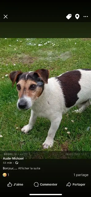 chien lost   29260 Kernouës Flash