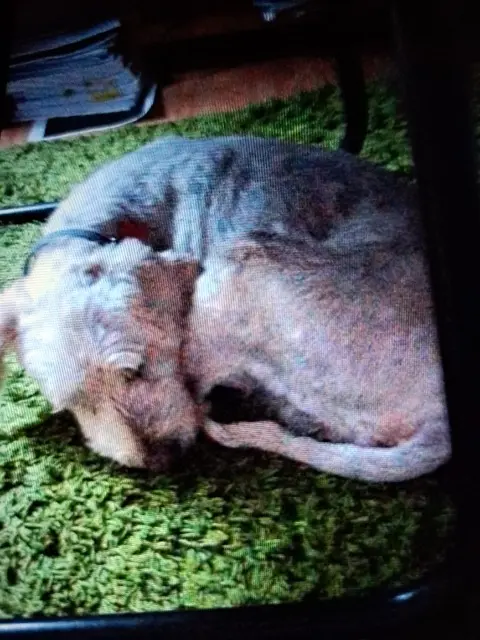 chien lost   29840 Porspoder Idzou